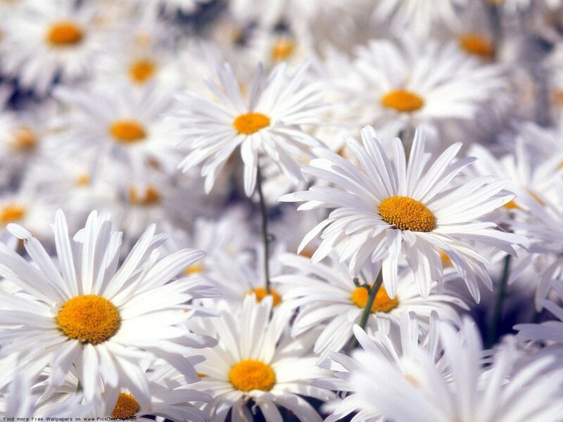 White Daisies in a Field — Calm, Spring