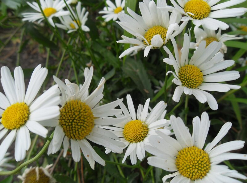 White Daisies in a Field — Calm, Summer, Photograph
