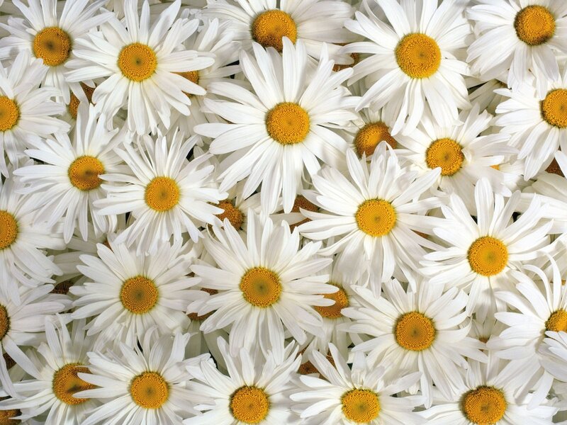 White Daisies in a Field — Calm, Summer, Photograph, Yellow Centers