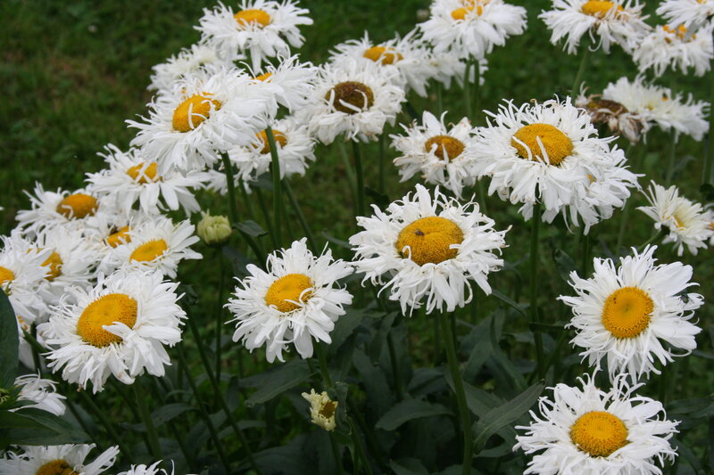 White Daisies in a Field — Calm, Summer