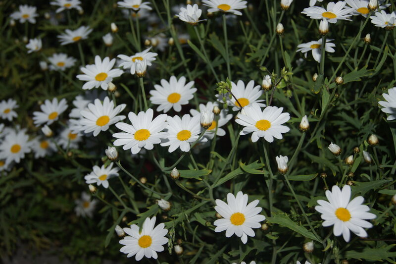 White Daisies in a Field — Calm