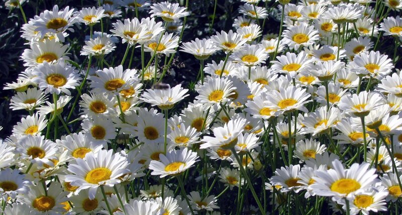 White Daisies in a Field — Serene, Afternoon