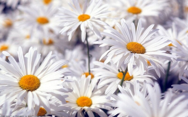 White Daisies in a Field — Serene