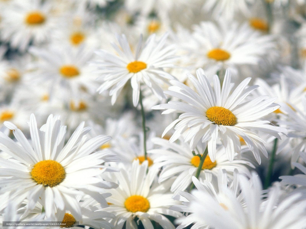 White daisies in a field