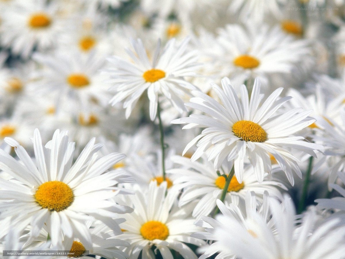 White daisies in a field