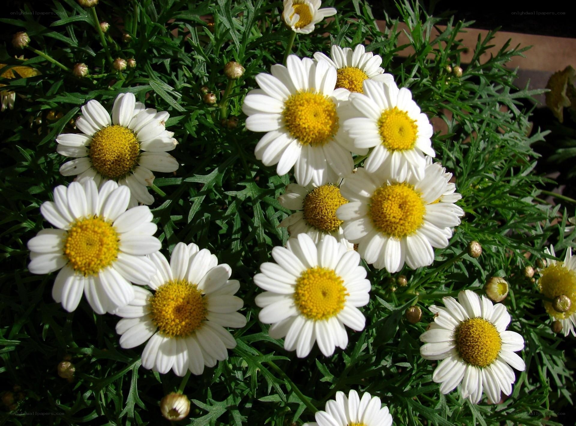 White daisies in a garden