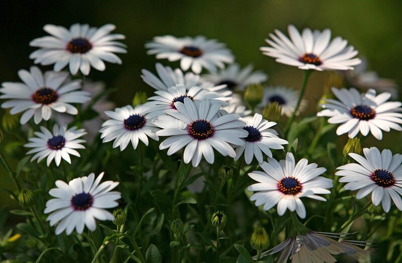 White daisies in a garden