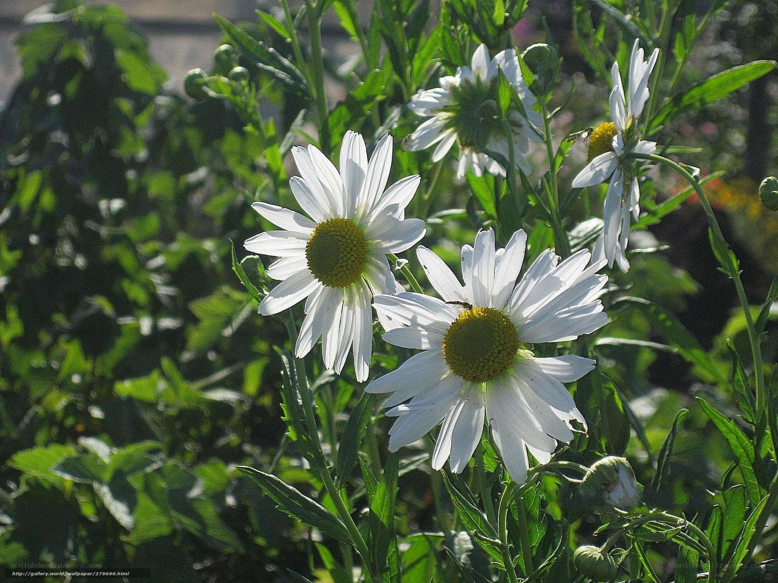 White daisies in a garden
