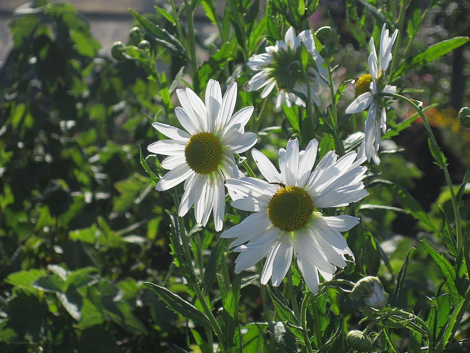 White daisies in a garden