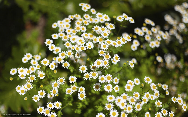 White daisies in a garden