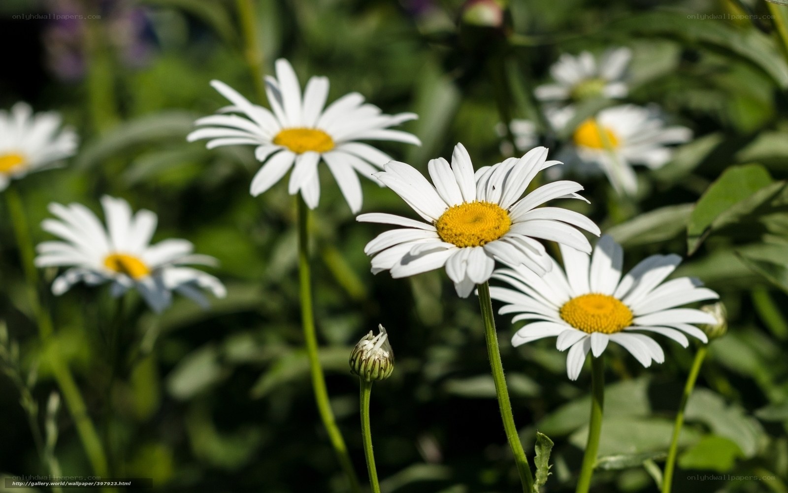 White daisies in a garden