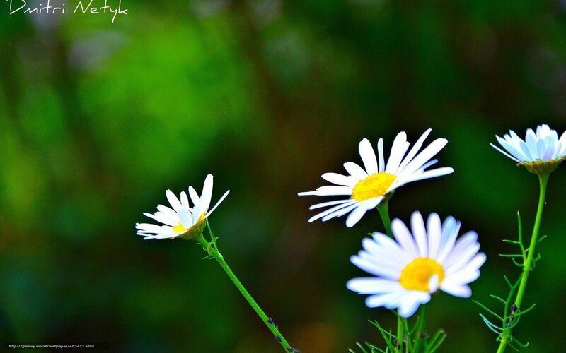 White daisies in a garden