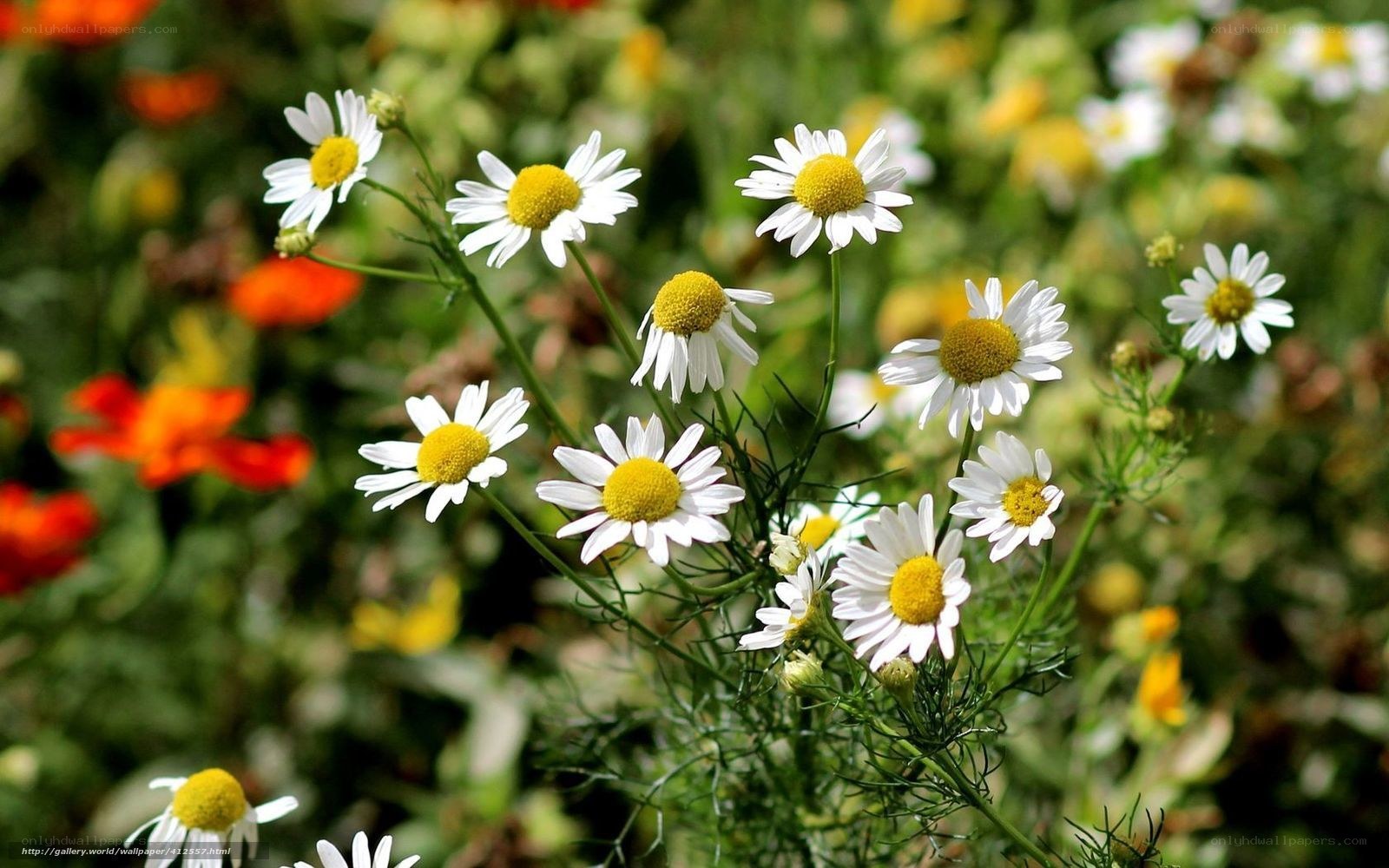 White daisies in a garden