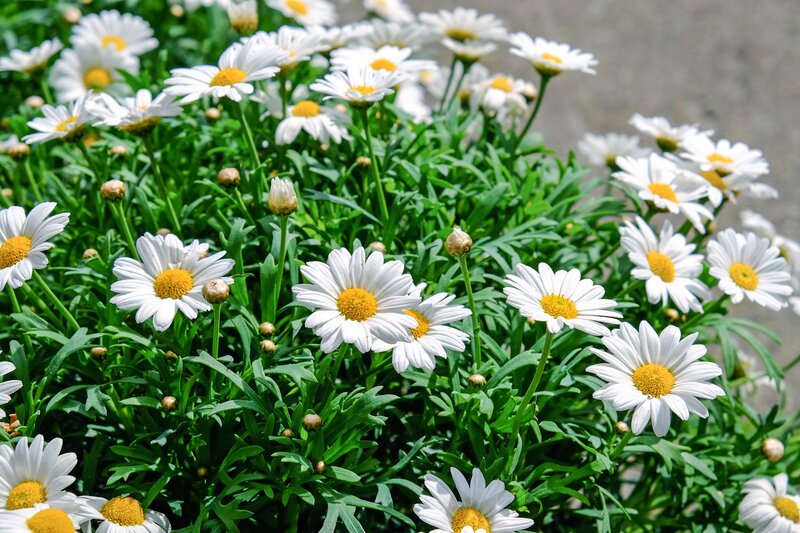 White daisies in a garden