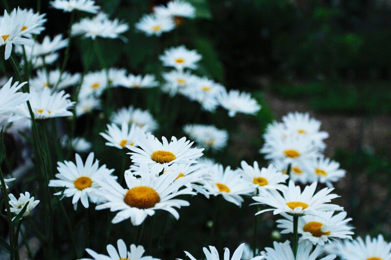 White daisies in a garden