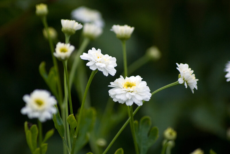 White daisies in a garden