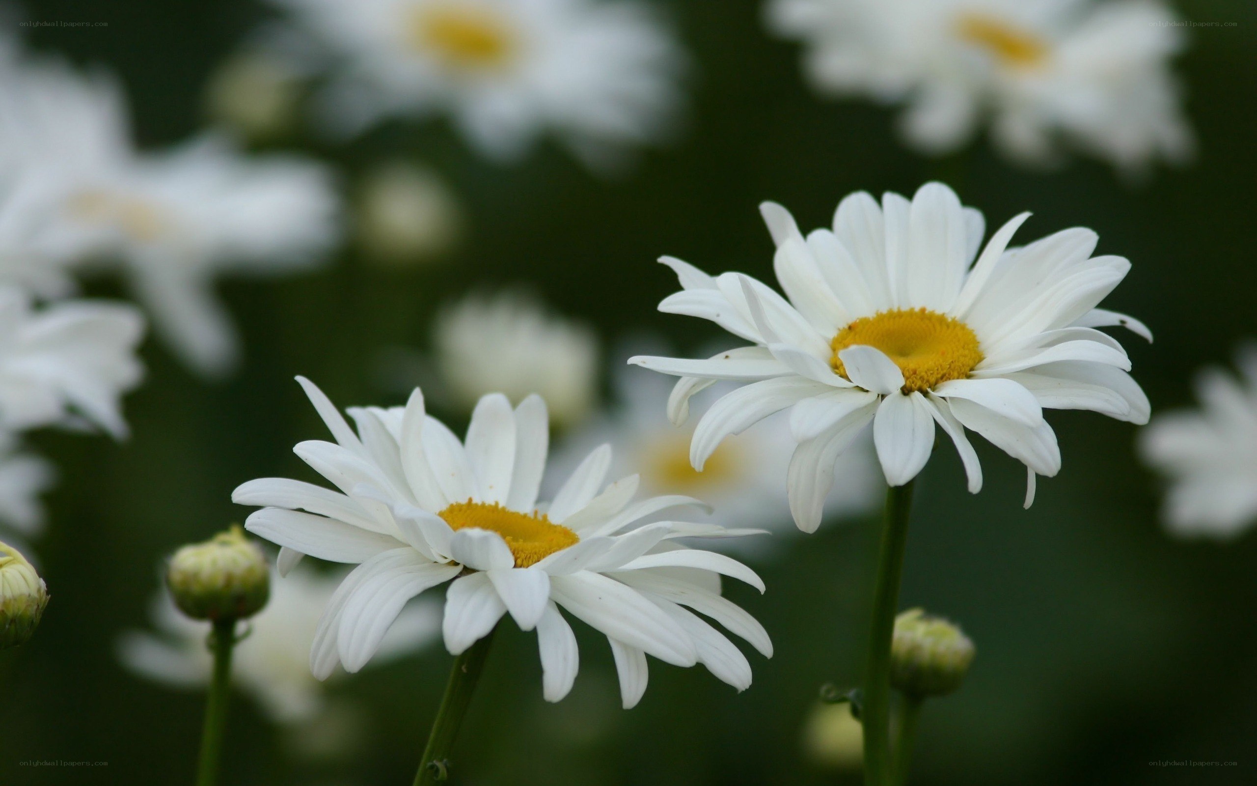 White daisies in a garden