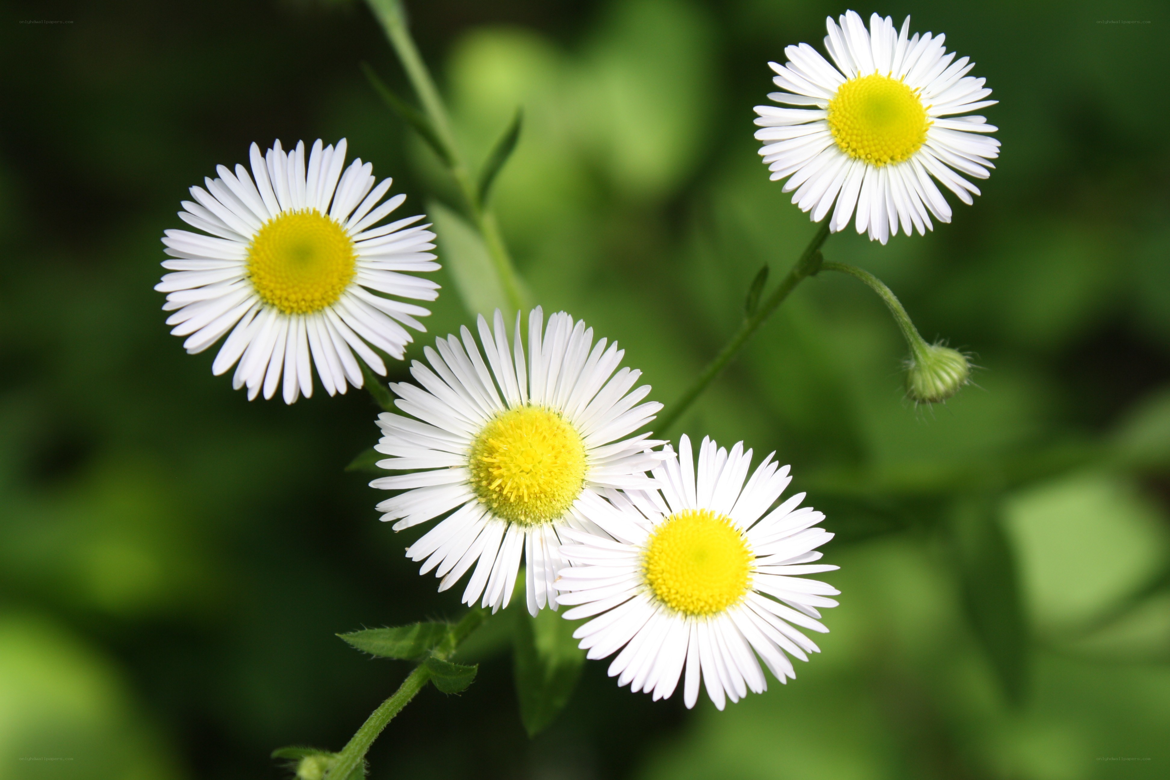 White daisies in a garden