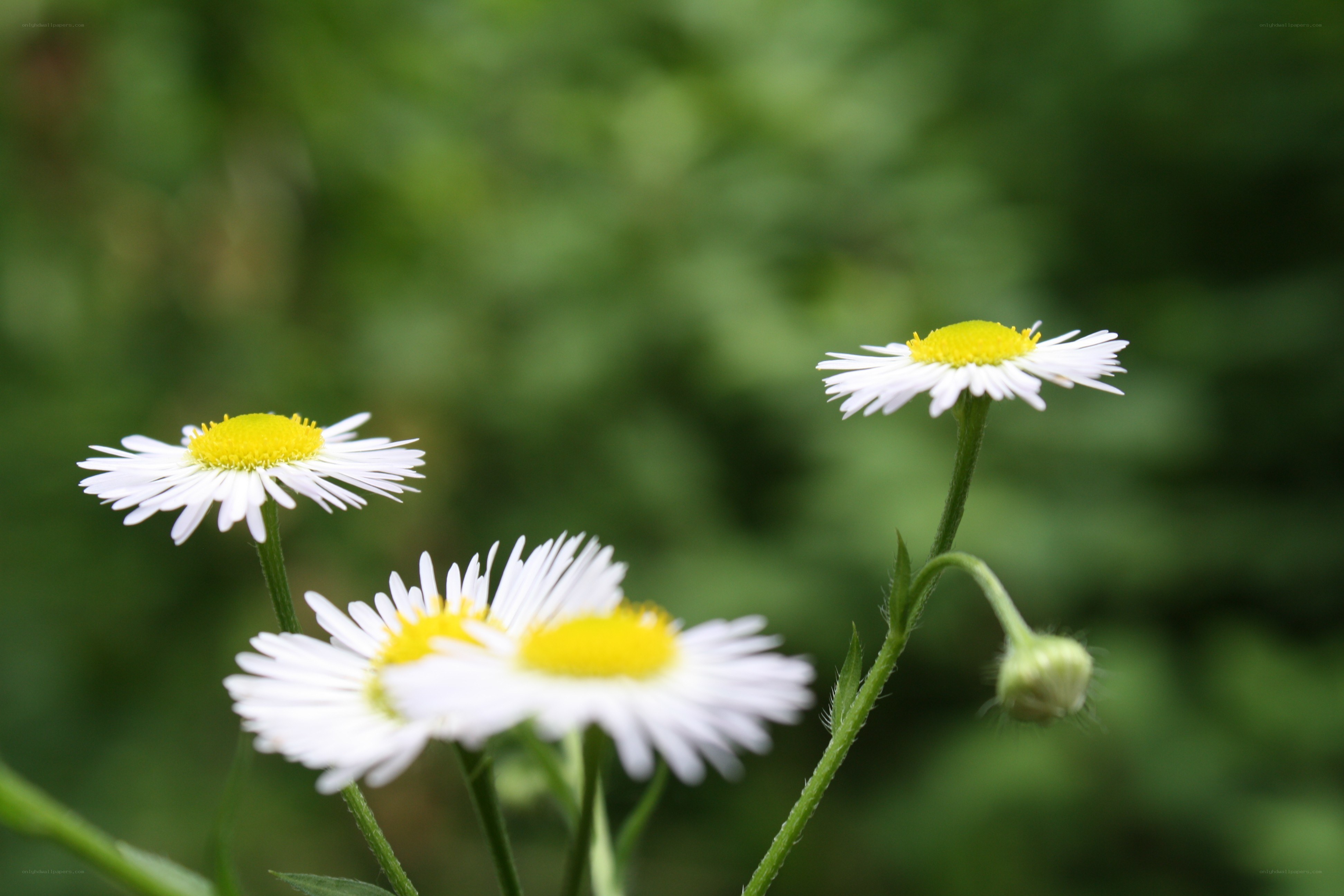White daisies in a garden