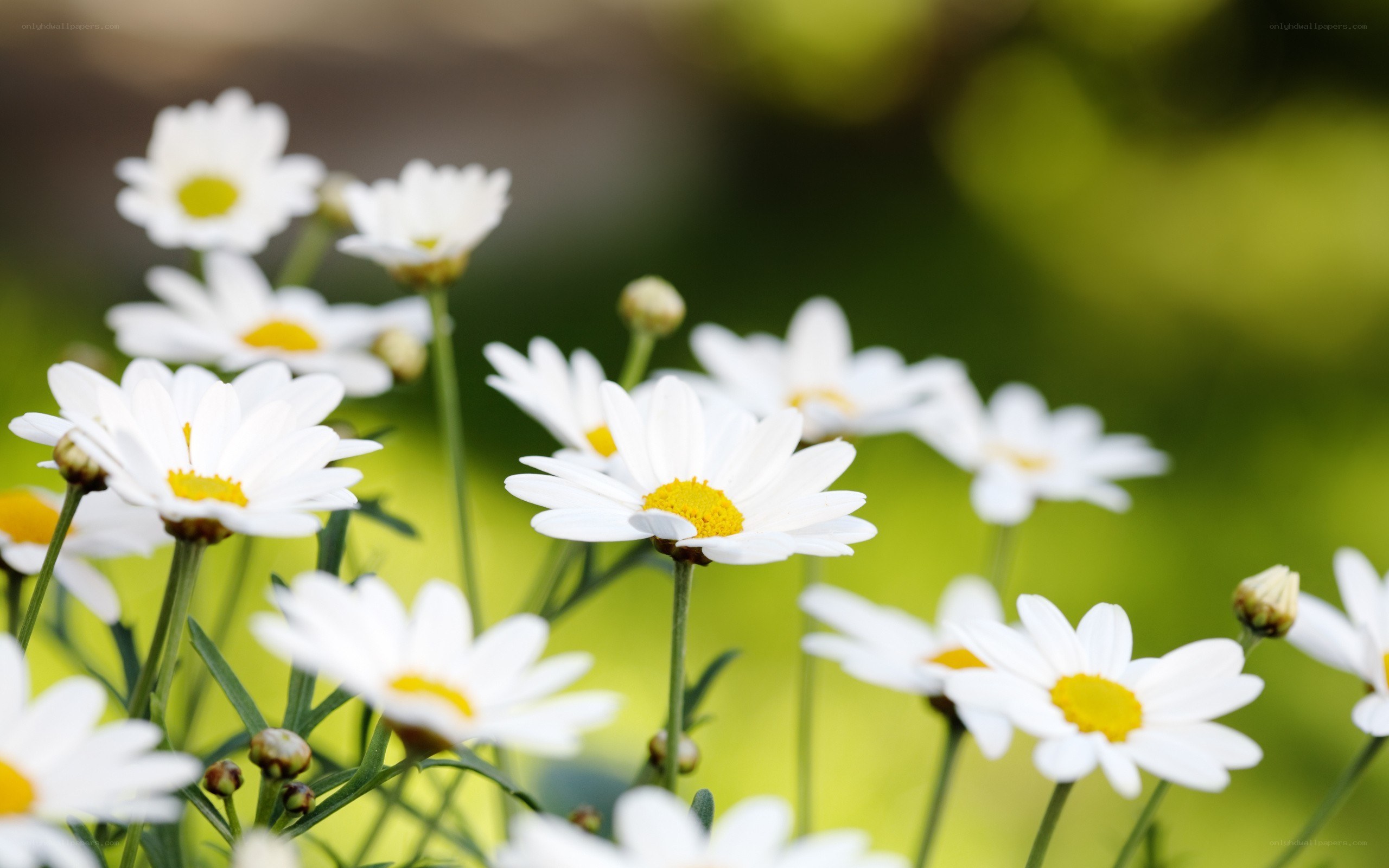 White daisies in a garden