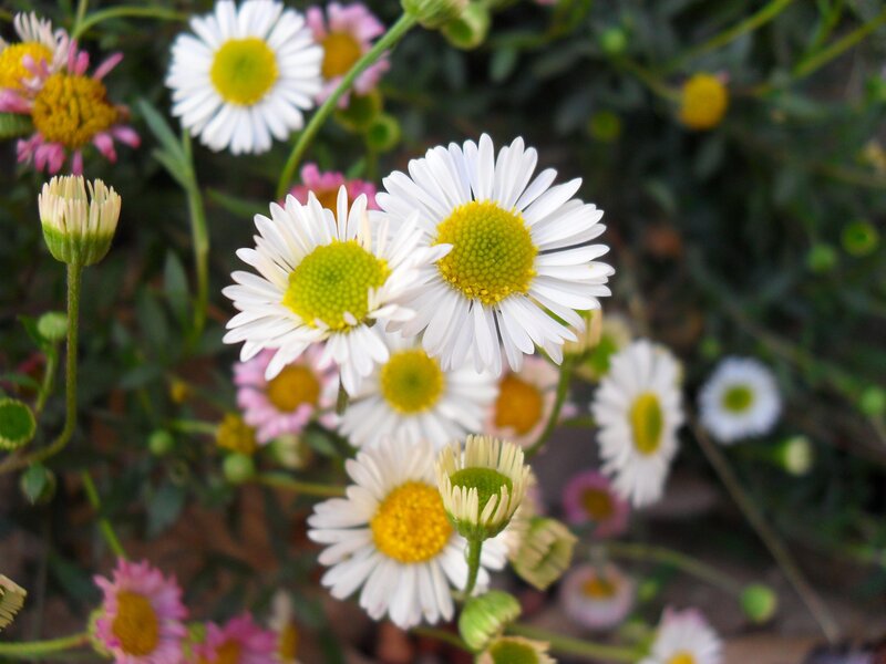 White daisies in a garden