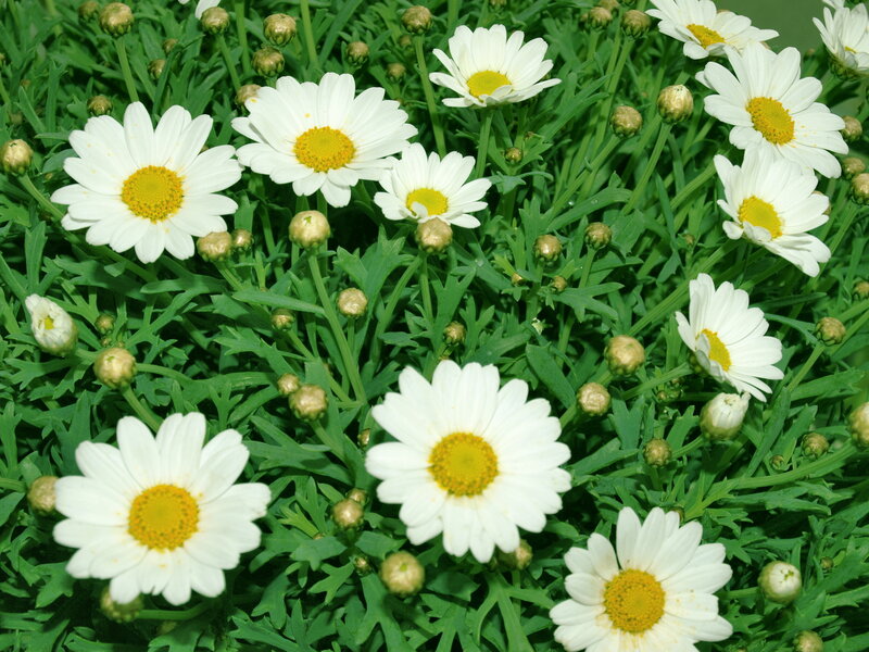 White daisies in a garden