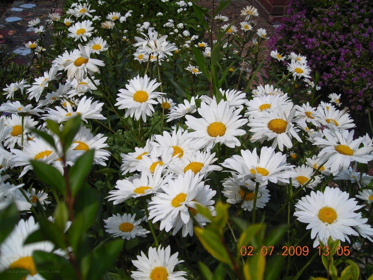 White daisies in a garden
