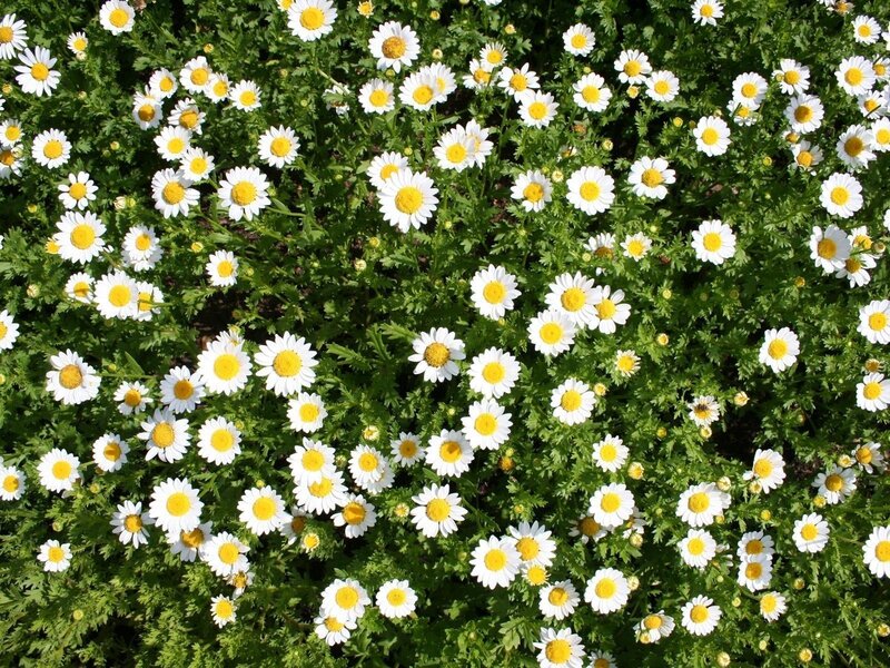 White daisies in a garden