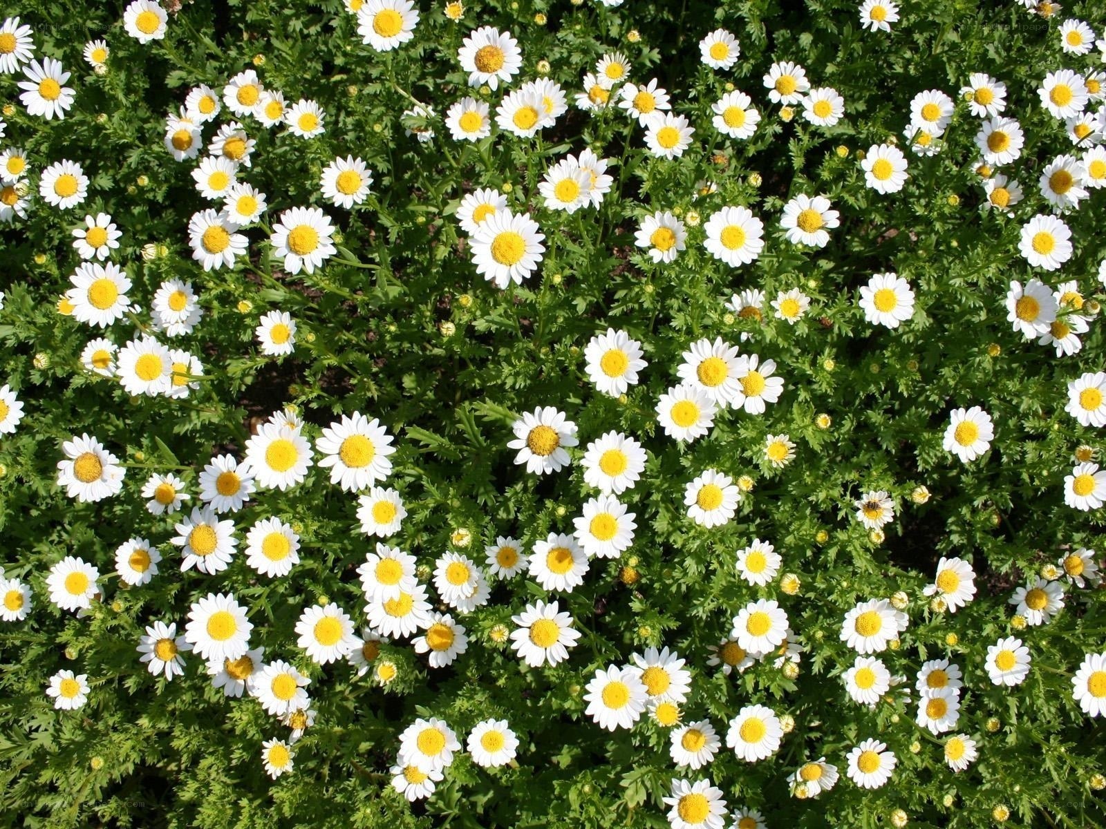 White daisies in a garden