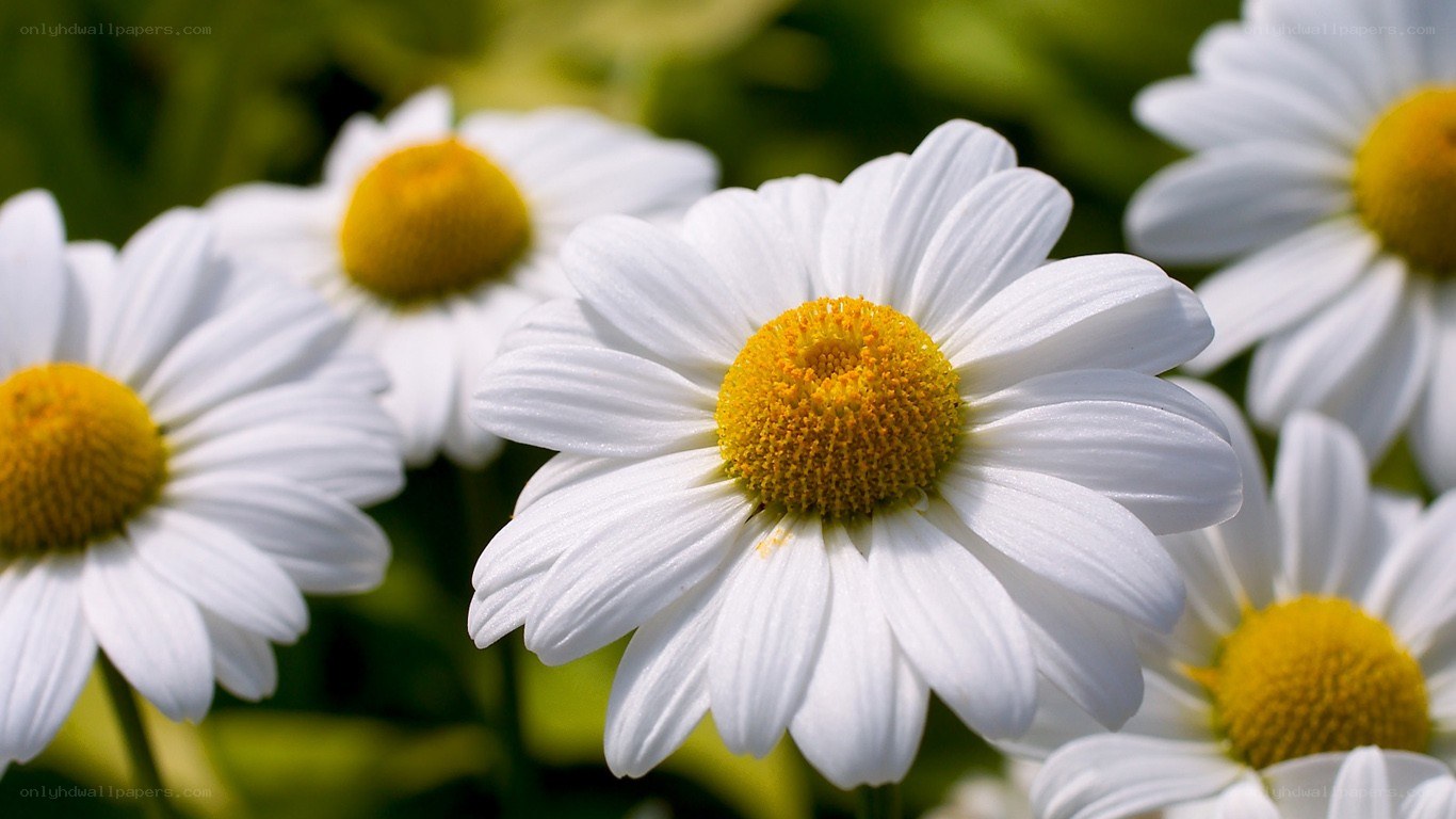 White daisies in a garden