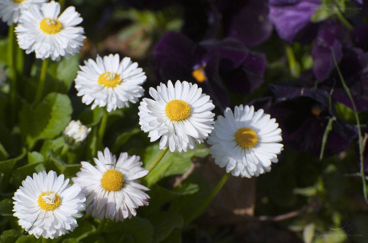 White daisies in a garden