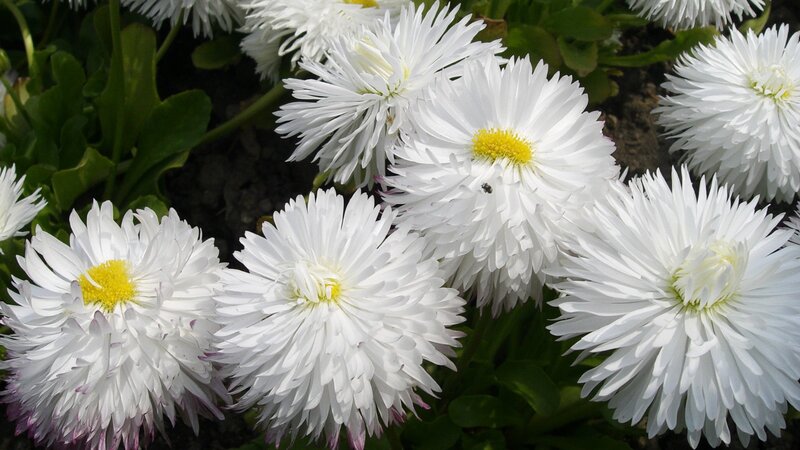 White daisies in a garden