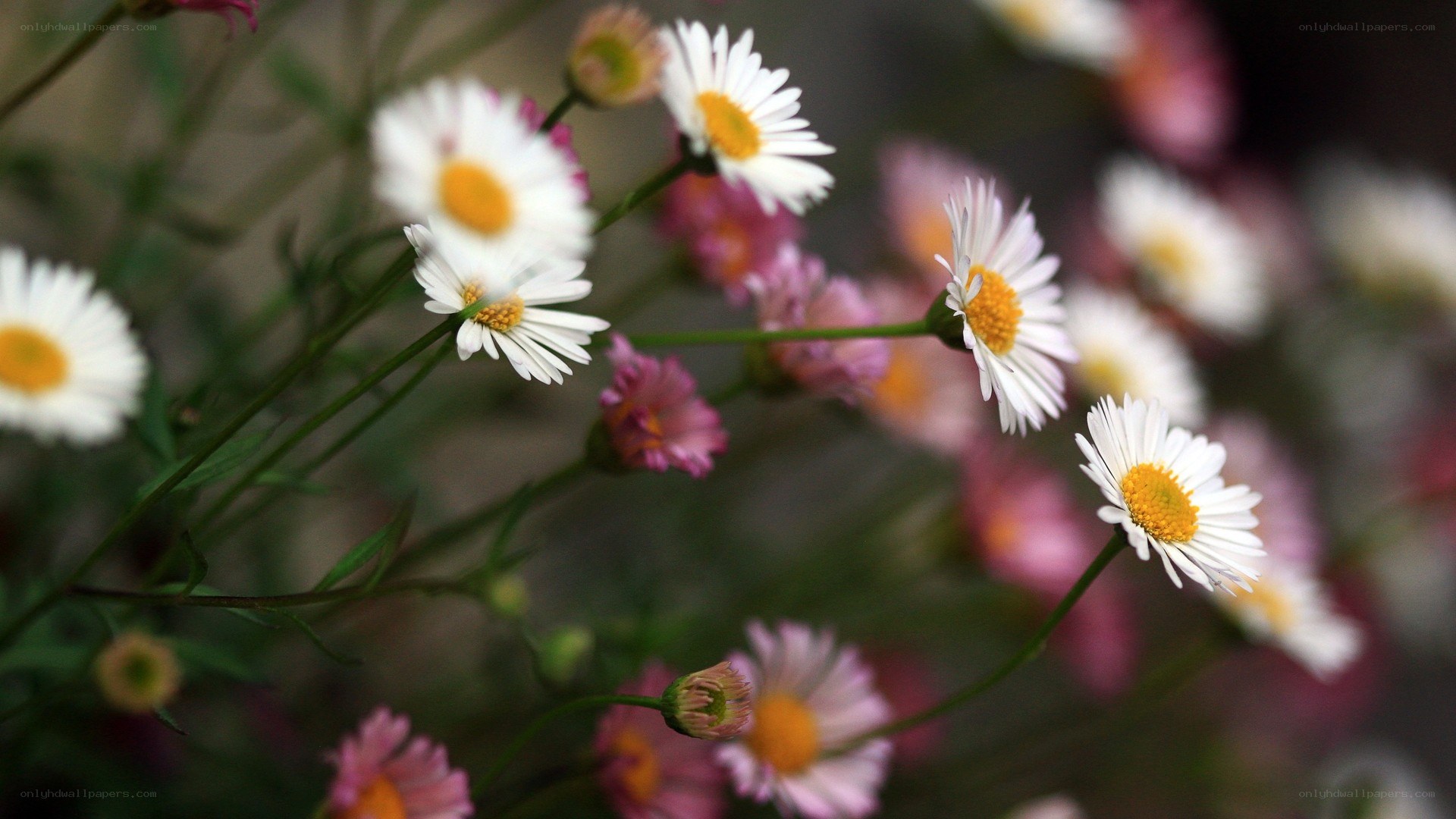 White daisies in a garden