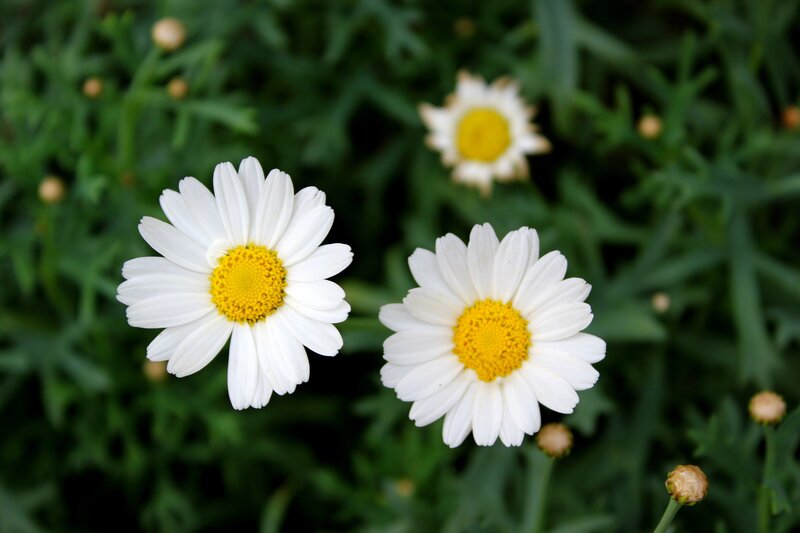 White daisies in a garden