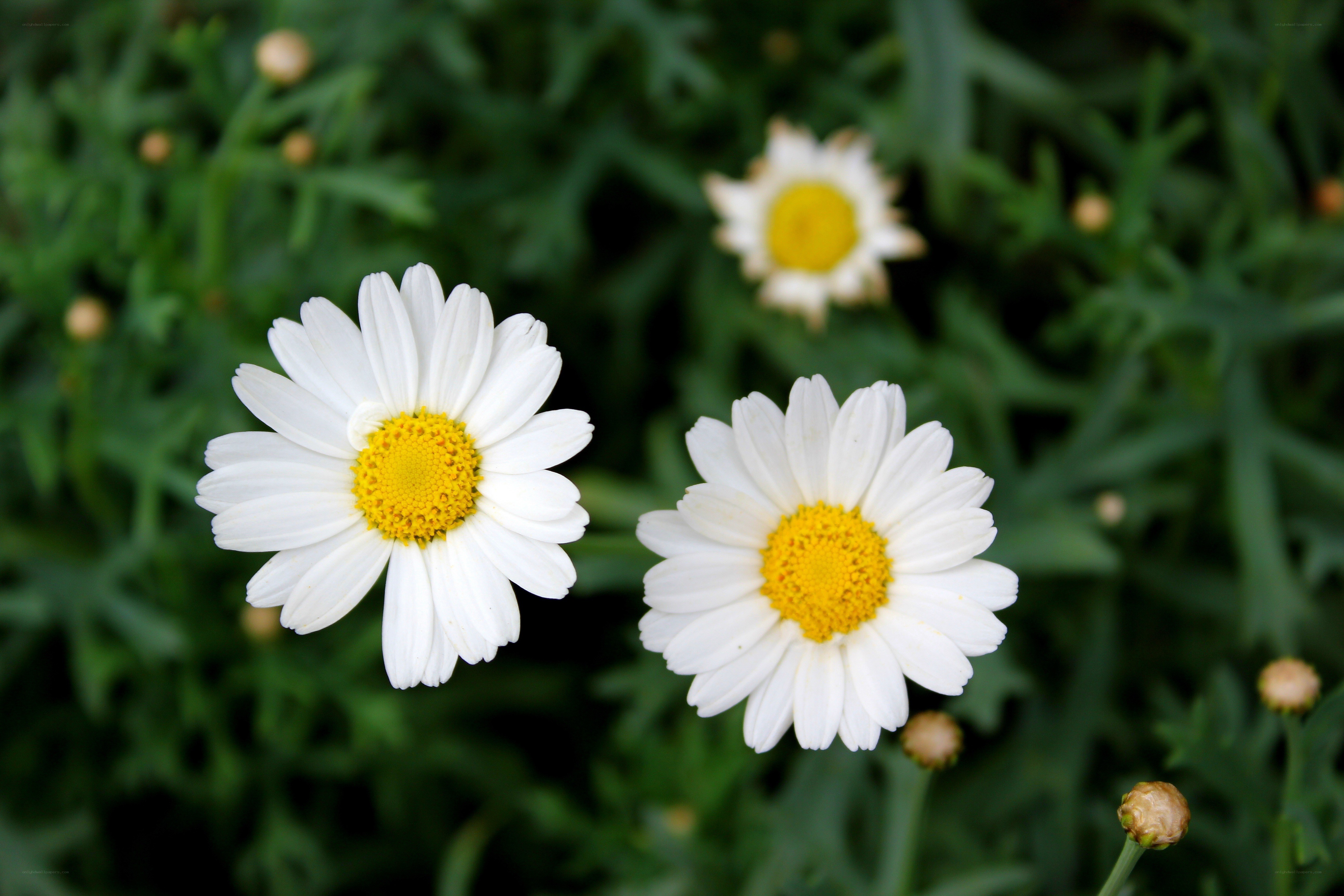 White daisies in a garden