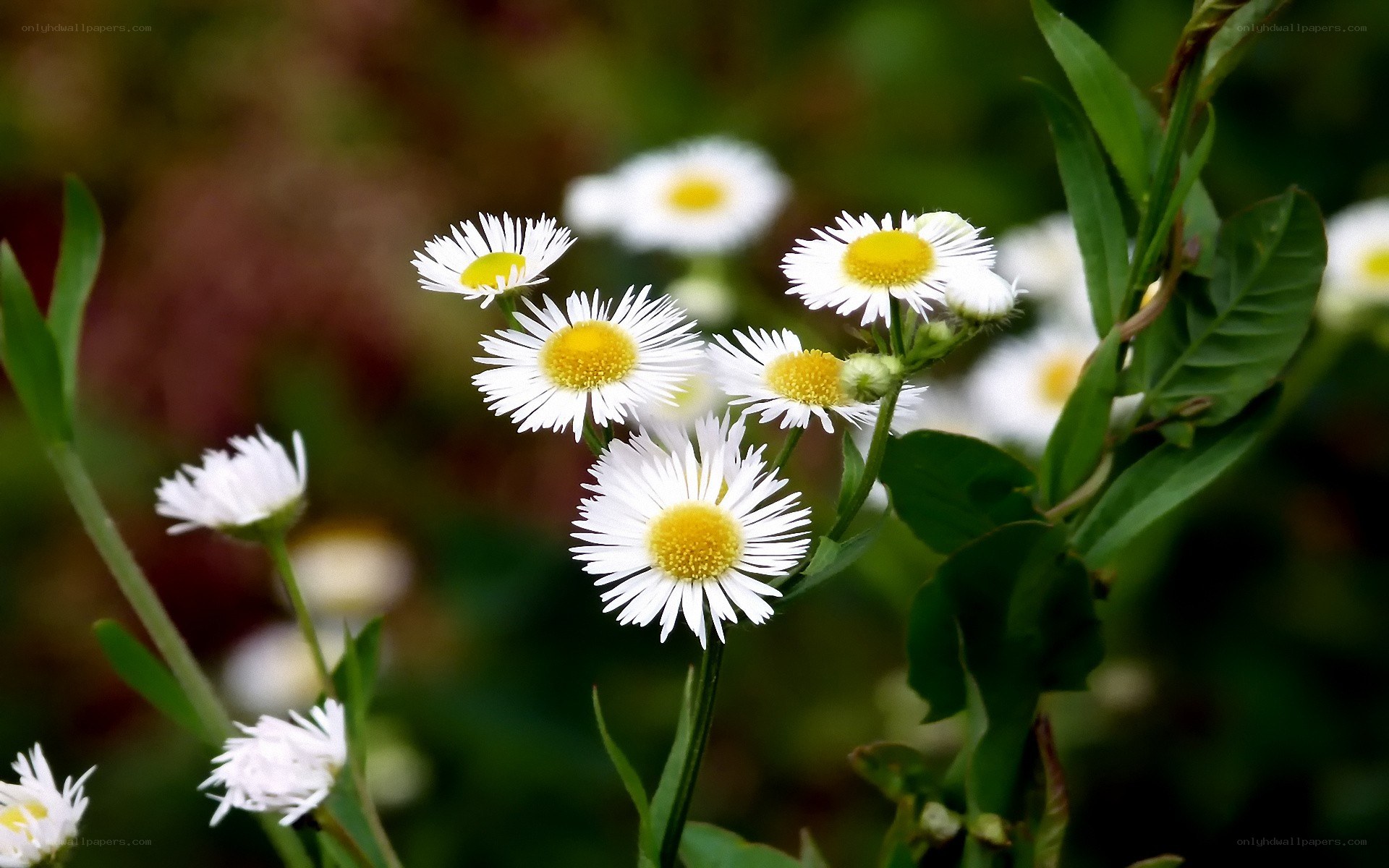 White daisies in a garden