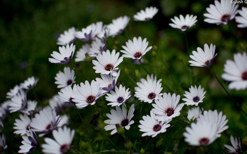 White daisies in a garden