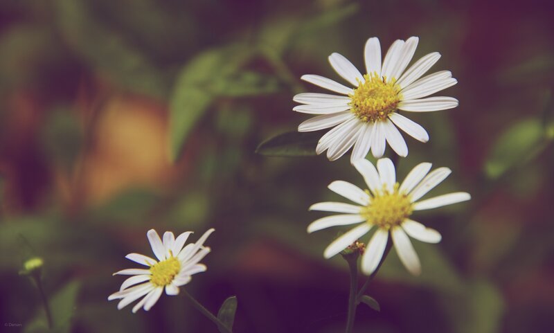 White daisies in a garden