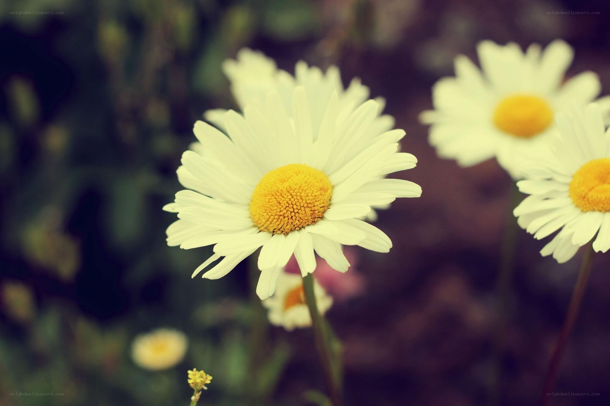 White daisies in a garden