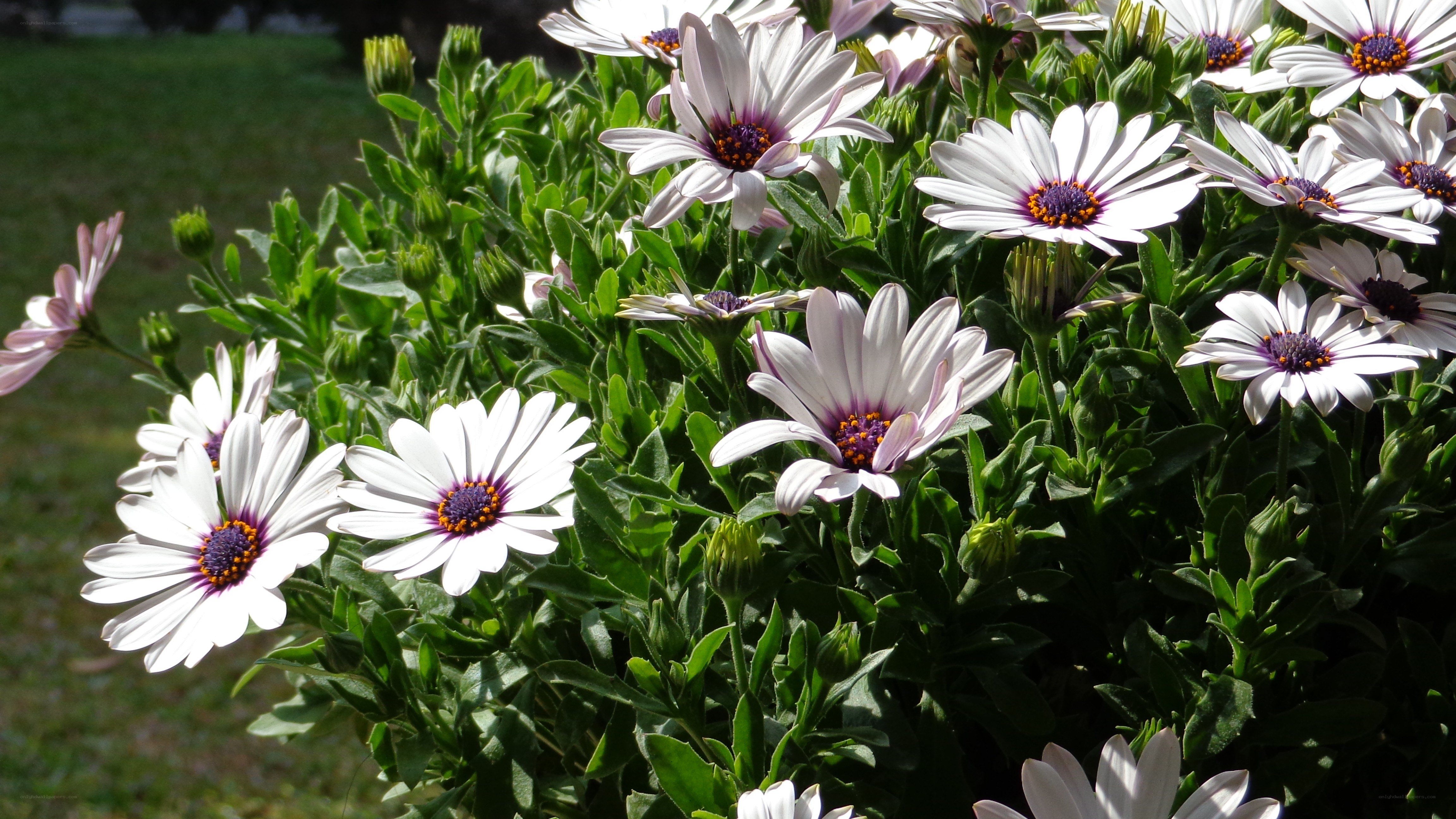White daisies in a garden