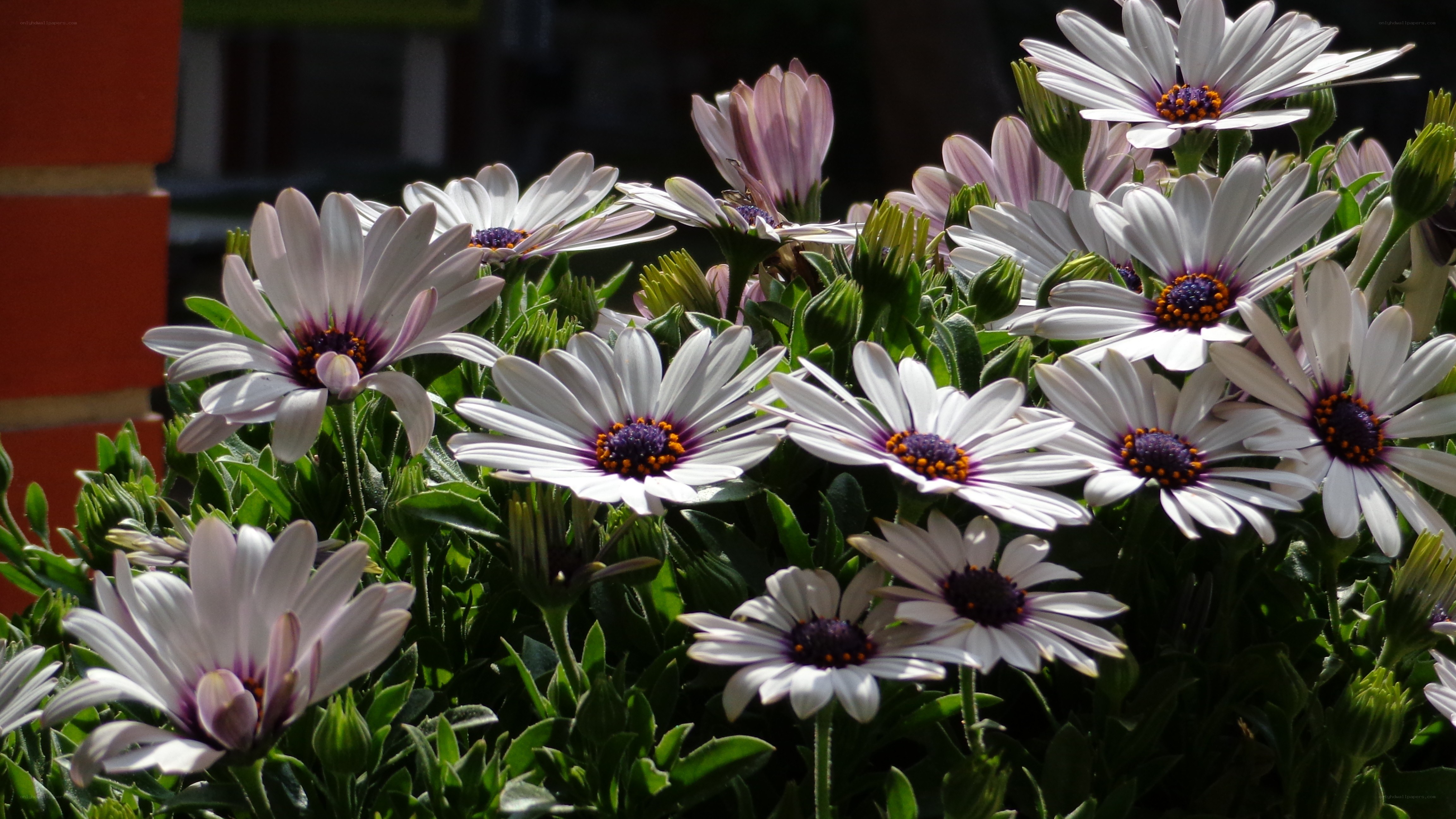 White daisies in a garden