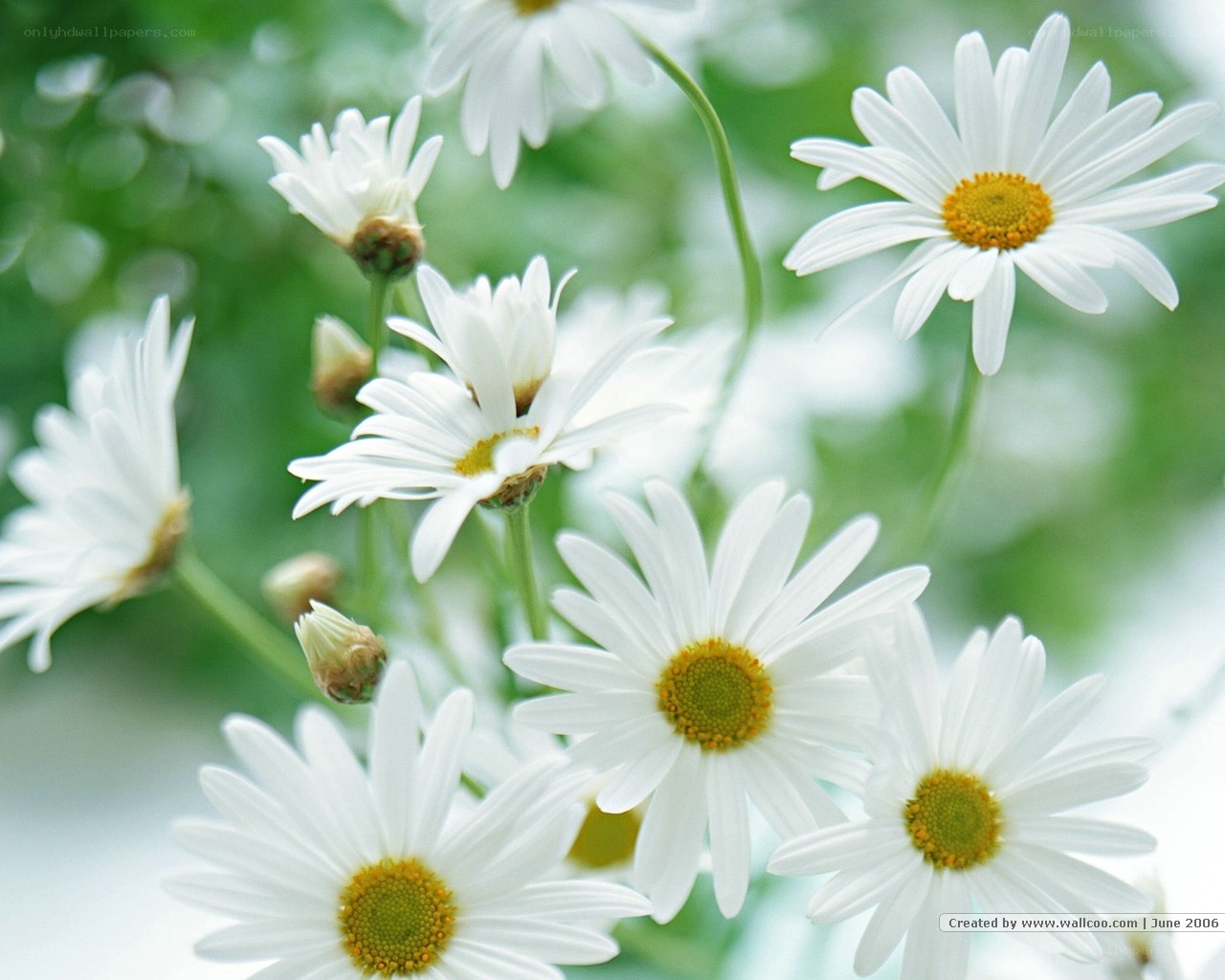 White daisies in a garden