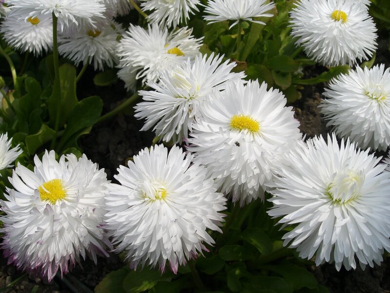 White daisies in a garden