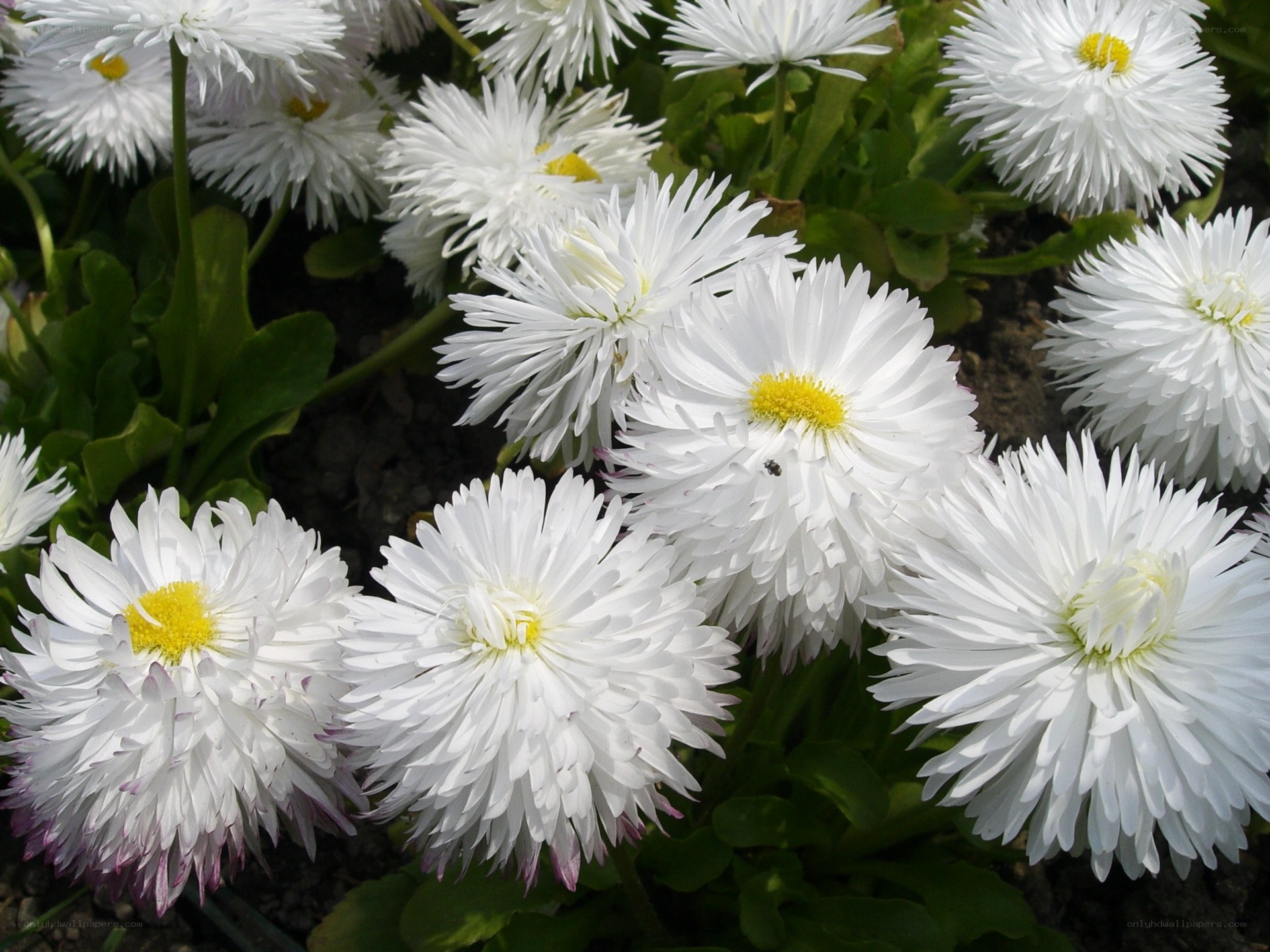 White daisies in a garden