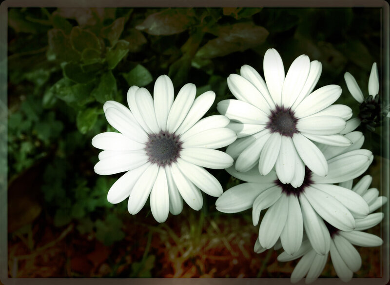 White daisies in a garden