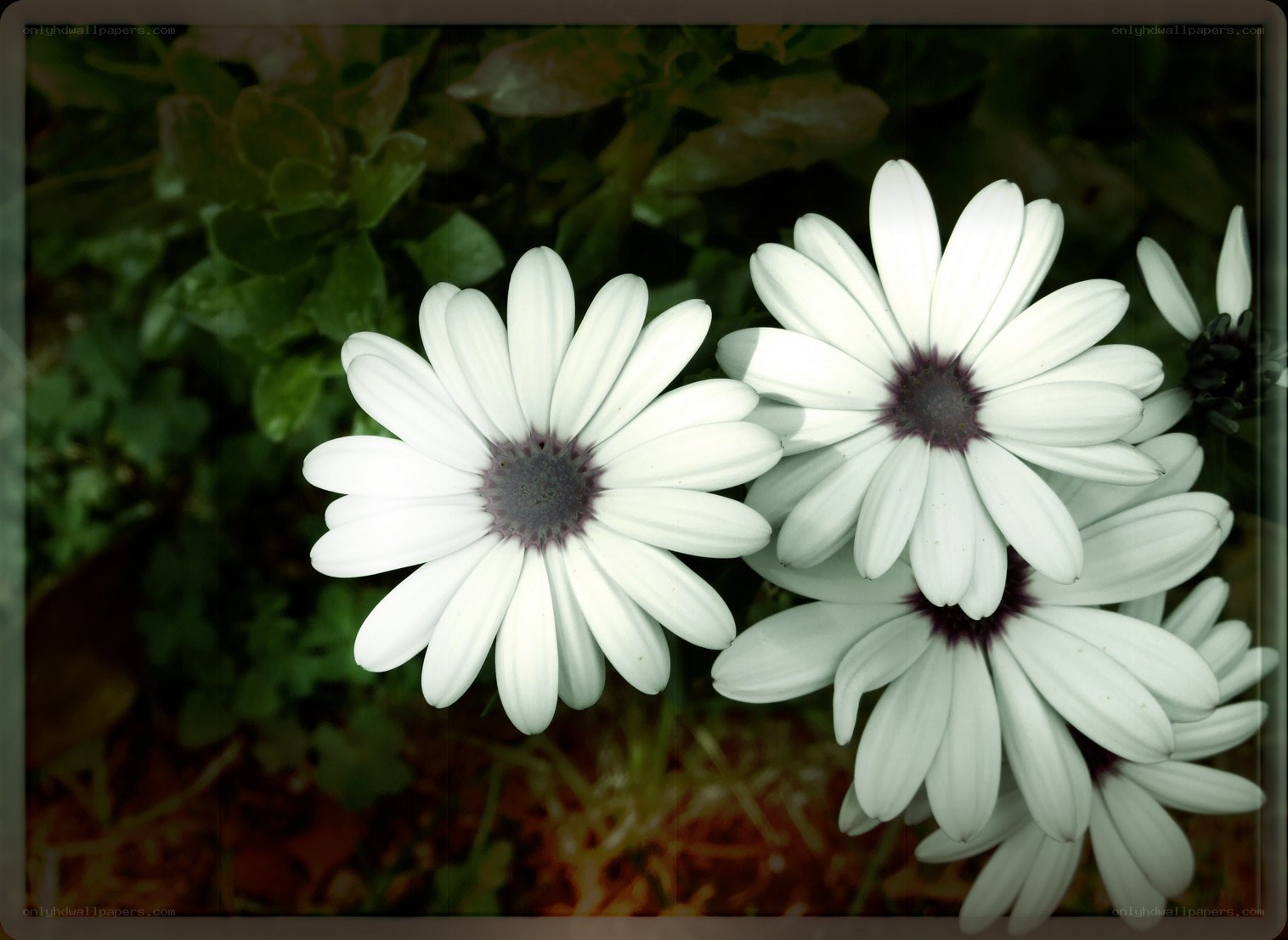 White daisies in a garden