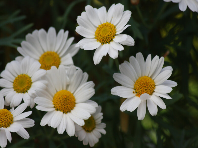 White daisies in a garden