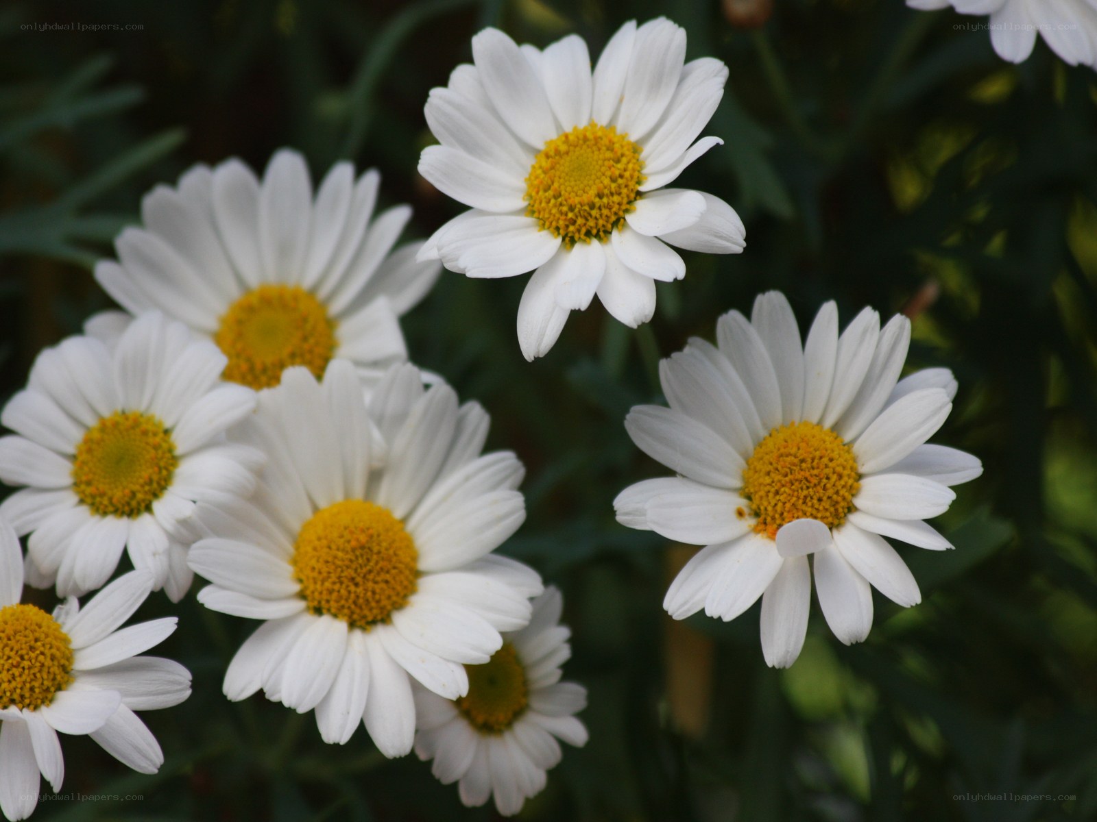 White daisies in a garden