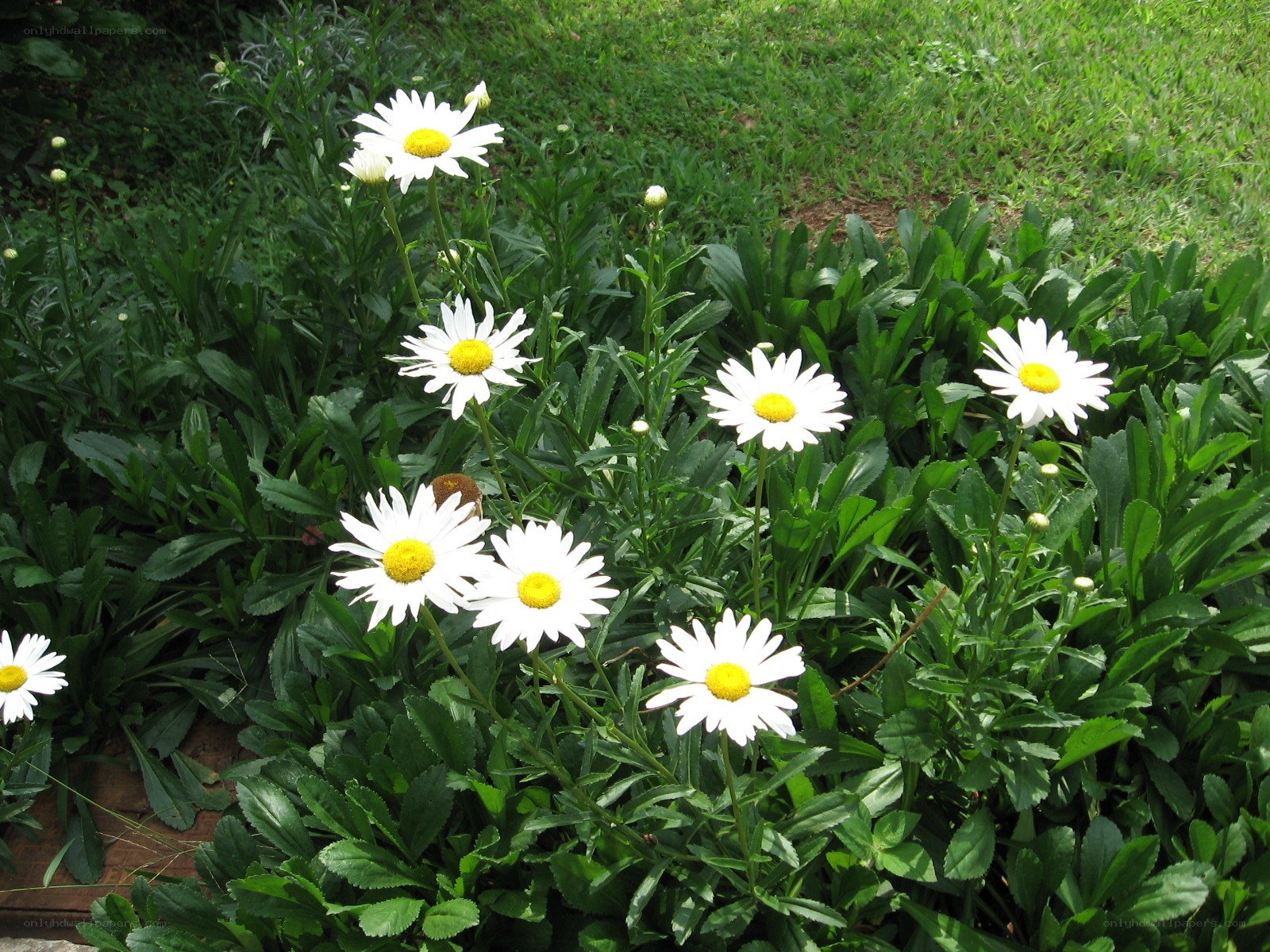 White daisies in a garden