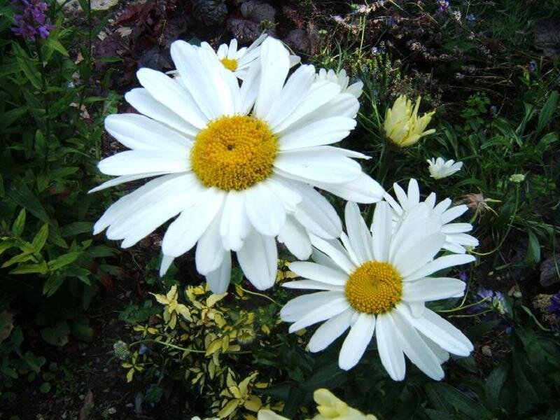 White daisies in a garden